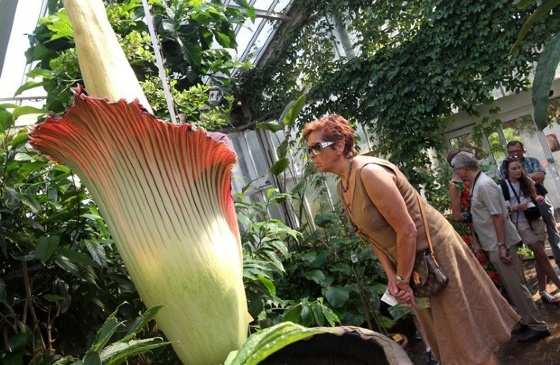 Senhora observa 'flor-cadáver' no Jardim Botânico Nacional na Bélgica (Foto: Yves Logghe/AP)