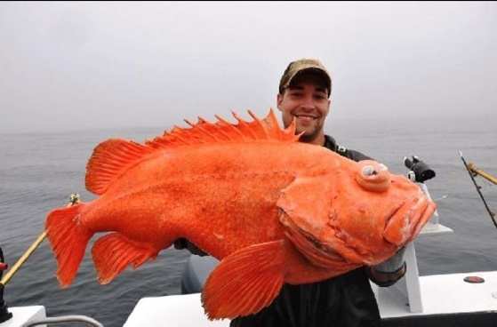 Eric Christopher Otte quebrou o recorde ao fisgar um peixe-rocha-vermelho de 18,46 quilos (Foto: Divulgação/IGFA)
