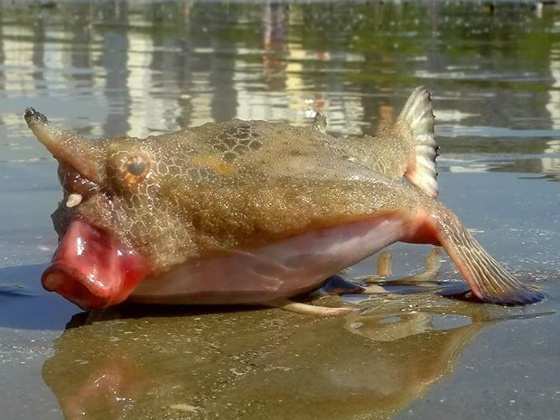 Peixe-morcego é encontrado em praia de Santos, SP (Foto: Rubens Carvalho / Viver em Santos / VC no G1)