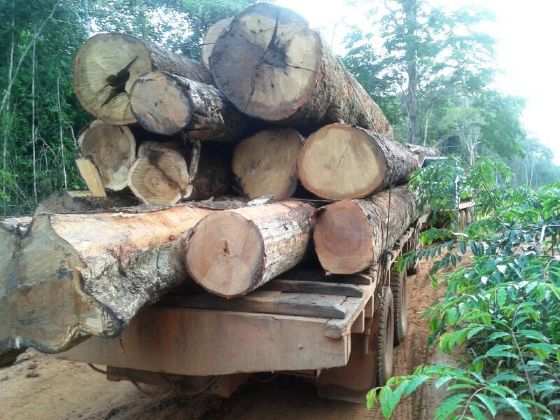 Duas pessoas foram flagradas cortando as árvores. Outras duas conseguiram fugir. 