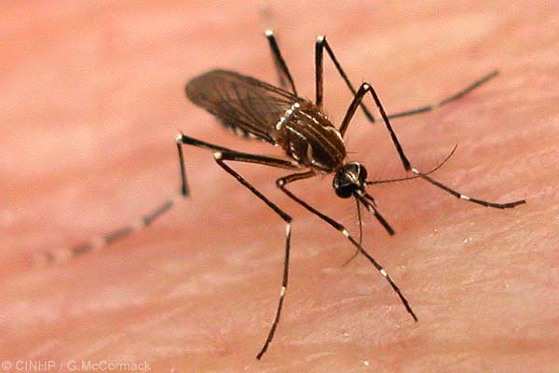 A maior parte das vítimas é por Chikungunya.