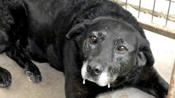 Assistente para acompanhar o animal em seu último passo da jornada 