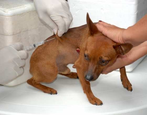 A meta para 2014 é vacinar um total de 82.056 animais domésticos