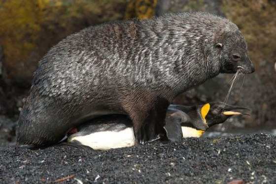 'Podemos chamar de estupro', declarou pesquisador sobre comportamento das focas com pinguins