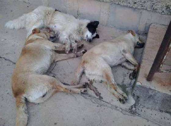 Animais foram encontrados nas ruas da cidade