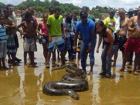 Segundo Ibama, cobra foi recolhida e solta na Serra do Conduru.