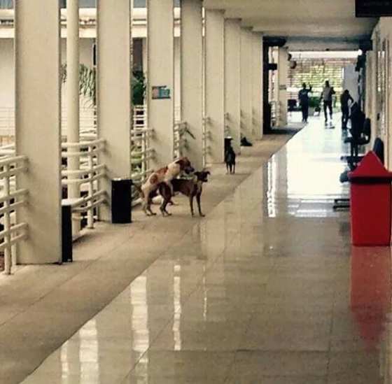Animais circulam e se acasalam em Fórum de Cuiabá