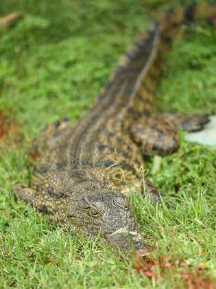 Demeteriya Nabwire saiu de casa para buscar lenha e foi devorada por crocodilo