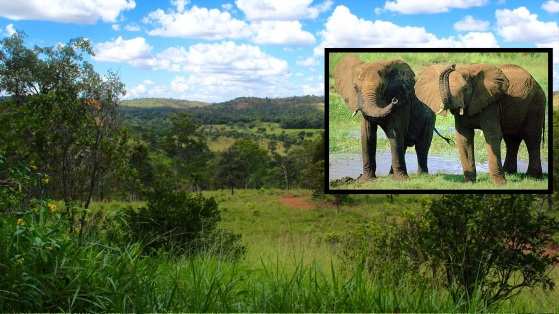 ElephantVoices é uma ONG com décadas de experiência dedicada a fazer trabalhos educacionais e de conservação de elefantes.