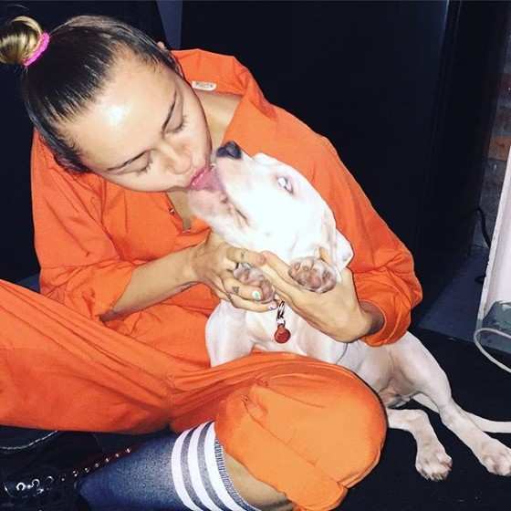 Miley Cyrus beija cachorro