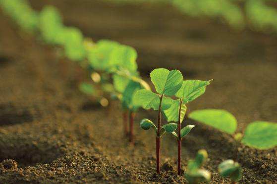Será preciso efetuar o replantio em algumas áreas por falta de condições climáticas favoráveis para o desenvolvimento da planta.
