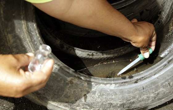 Mosquito da dengue se reproduz na água parada.
