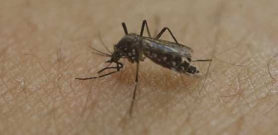 Projeto cultiva Aedes aegyti em laboratório. Eles são modificados e depois soltos no meio ambiente