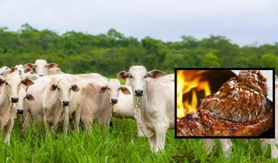 O volume de carne abatida em Mato Grosso por ano é de 1,3 milhões de toneladas