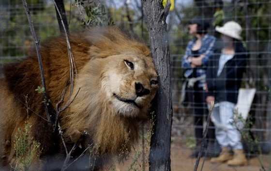 Leão resgatado de circo coça a cabeça em uma árvore após ser solto no Santuário Emoya