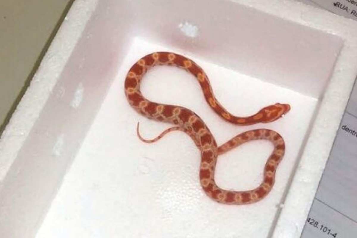 FOTOS: Corn snake, espécie de serpente exótica dos EUA, é