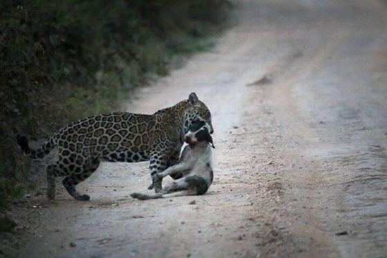 Onça ataca cachorro em estrada 