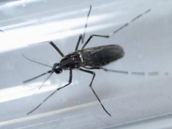 Aedes aegypti é transmissor da dengue, zika e chikungunya
