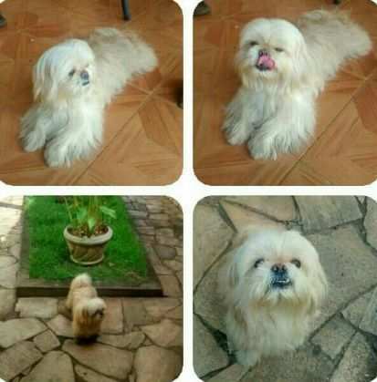 Marley tem 6 anos e é todo bege, sem manchas no corpo.