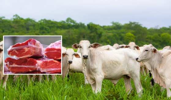 Este ano, foi criado o Instituto Mato-grossense de Carne (Imac) para promover a carne bovina e atestar a qualidade do produto.