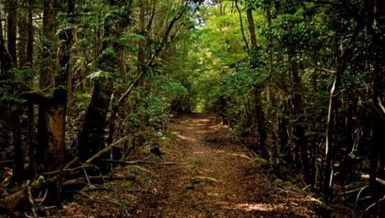 floresta.png