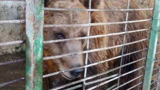 Além de Tomi, há outros 50 ursos pardos vivendo em “condições extremamente precárias” na Albânia