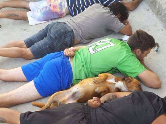 Um cachorro deitou-se ao lado dos suspeitos