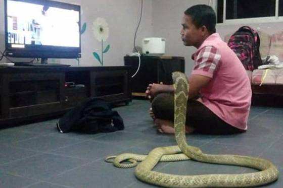 “Ele nunca se afasta da cobra”