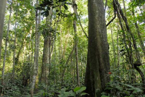 Mato Grosso reduziu nos últimos 10 anos cerca de 80% do desmatamento na Amazônia. 