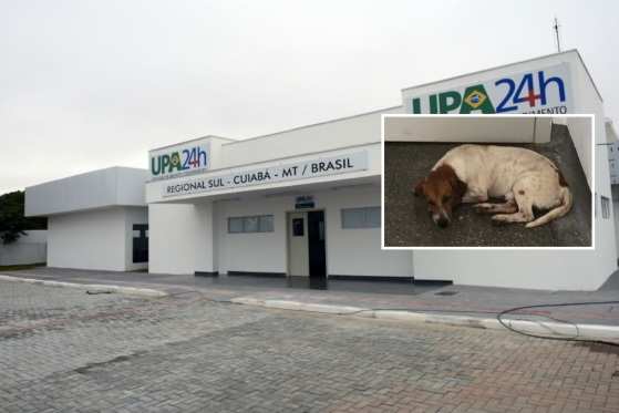 O cão já foi retirado várias vezes da porta da UTI, mas ele sempre volta, na esperança de reencontrar o dono