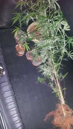 Os policiais encontraram nove pés de maconha na casa do traficante