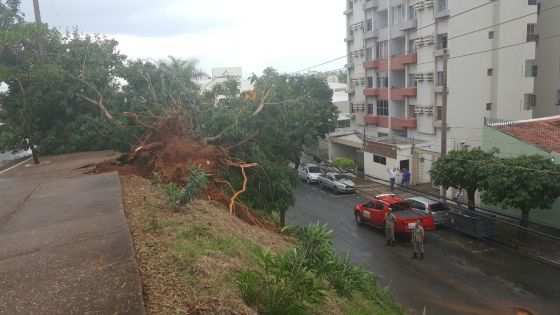 Árvore caiu na Avenida Miguel Sutil