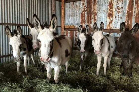 Como as contribuições para salvar os burros foram generosas, sobrou dinheiro para que o cavalo, agora chamado de Bubbles