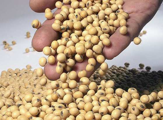 Indea deverá acompanhar a colheita da soja e depositar o produto em armazém adequado, até decisão final