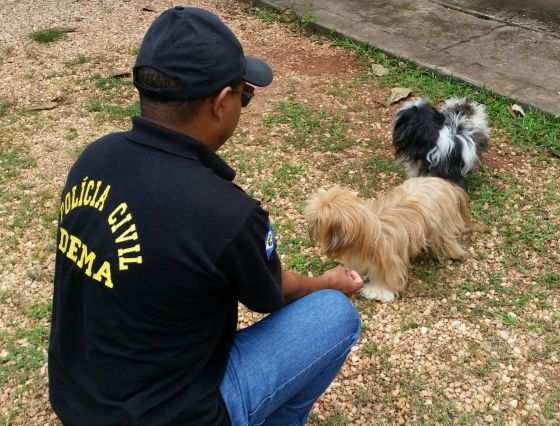 Cães da raça Lhasa Apso, de propriedade do estudante, foram submetidos a exames.