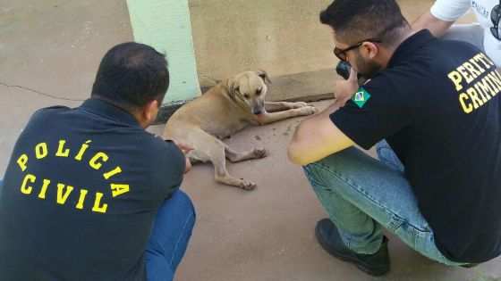 A cadela estava com uma pessoa no bairro Pedra 90, em Cuiabá