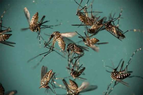 Mosquito Aedes aegypti é responsável pela transmissão de dengue, zika e chikungunya