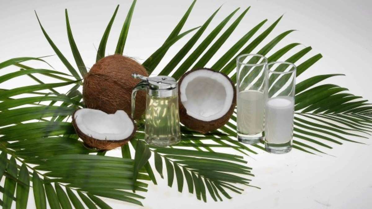 Como Alimento óleo De Coco é ‘veneno Afirma Especialista De Harvard