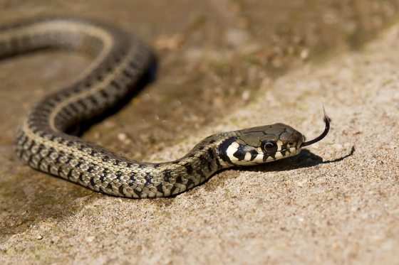 Ela introduziu quase toda a serpente em suas partes.
