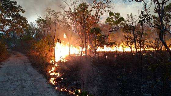 Das 10 cidades que mais queimaram suas matas este ano no Brasil, quatro são de Mato Grosso.