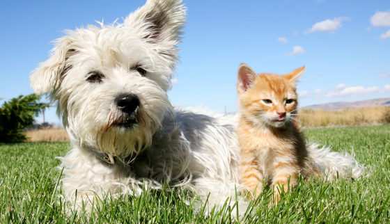 Os gatos não têm uma propensão natural a criar laços fortes com seres humanos