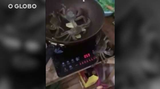 Caranguejo desliga fogão para evitar virar almoço