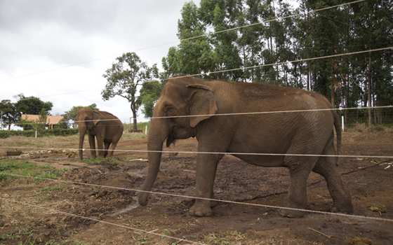 Maia e Guida chegaram ao santuário em outubro de 2016