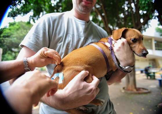 Campanha de vacina contra raiva será neste sábado em Cuiabá