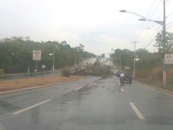 A árvore ocupou duas pistas da Avenida do CPA.