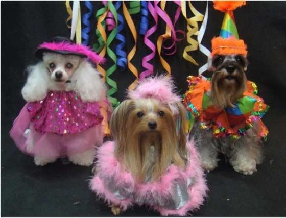Os cães com as melhores fantasias serão premiados em diversas categorias.