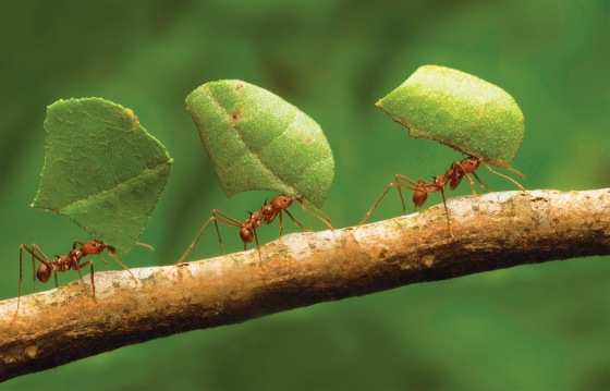 As formigas feridas que querem ser resgatadas precisam fazer sua parte, liberando feromônios que informam sua posição.