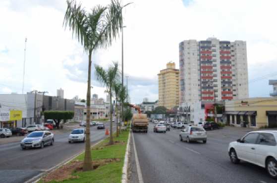 Para a medida de urbanização será necessário investir de R$ 3 mil a R$ 30 mil na aquisição de cada palmeira, já que o custo varia.