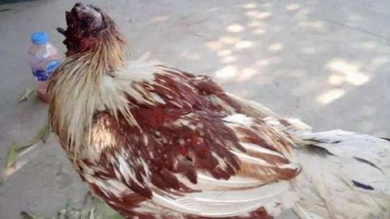 Galinha sobrevive sem cabeça.