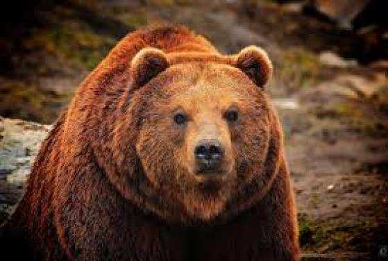 URSO.jpg